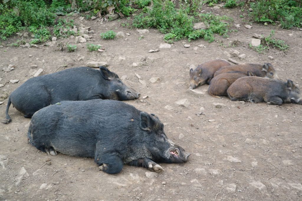 Sleeping wild boar - mother, father, and four piglets
