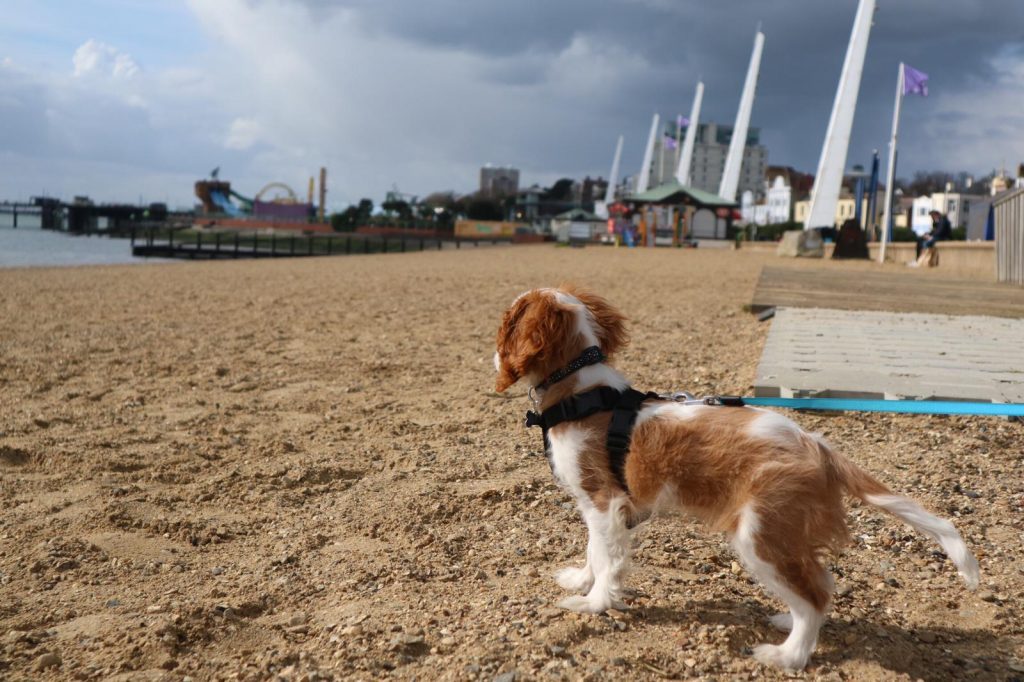 Cavalier king charles spaniel puppy on Southend on Sea beach