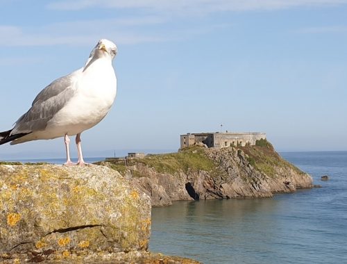 Seagull stood on rock in front of Tenby Castle