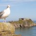 Seagull stood on rock in front of Tenby Castle