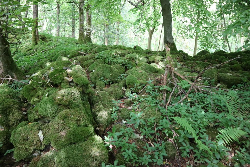 Grass Wood near Grassington