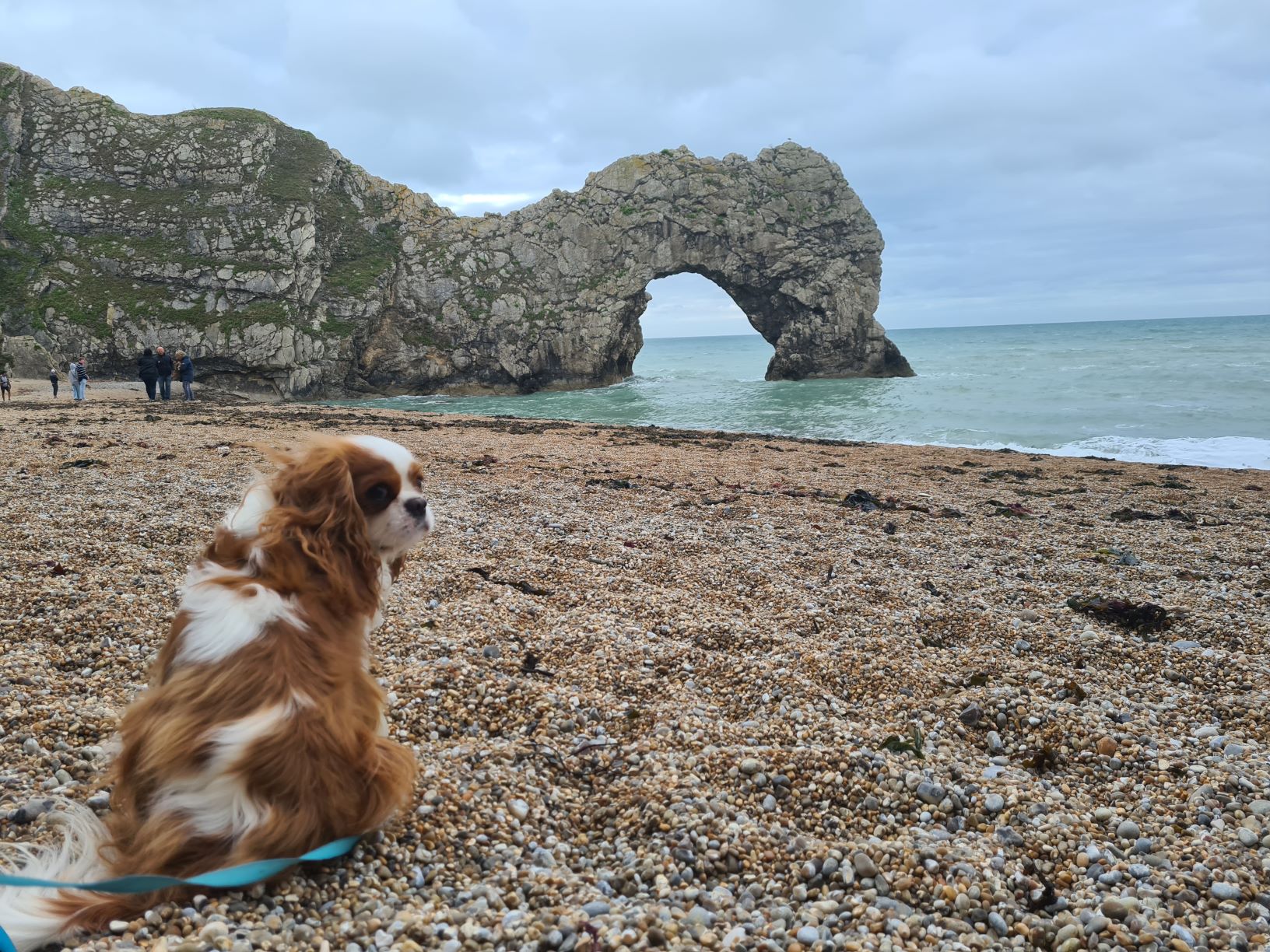 can you take dogs on durdle door beach