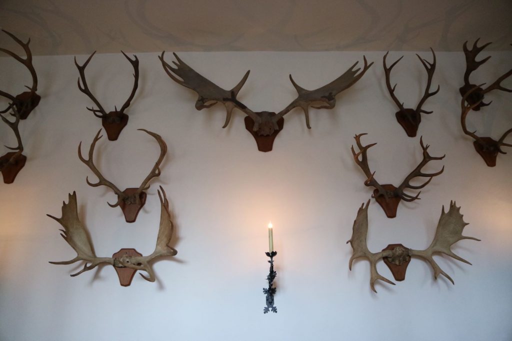 Displayed deer antlers