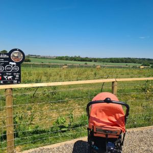 Pushchair positioned by fence surrounding grazing zebras