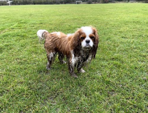 Long haired cavalier king charles spaniel with mud soaked legs